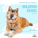 Happy International Blind Dog Day! Today is meant to bring awareness to blind dogs. Blind dogs can function as optimally as regular dogs, except that they could use additional training to be able to thrive despite their disability. Blind dogs can still smell love and we must support and appreciate them!