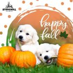Fur-real, pumpkin season is here! Happy Fall, Y’all!