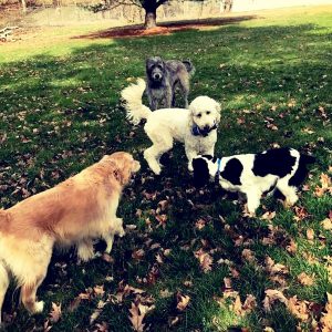 Stonehill Kennel and Farm