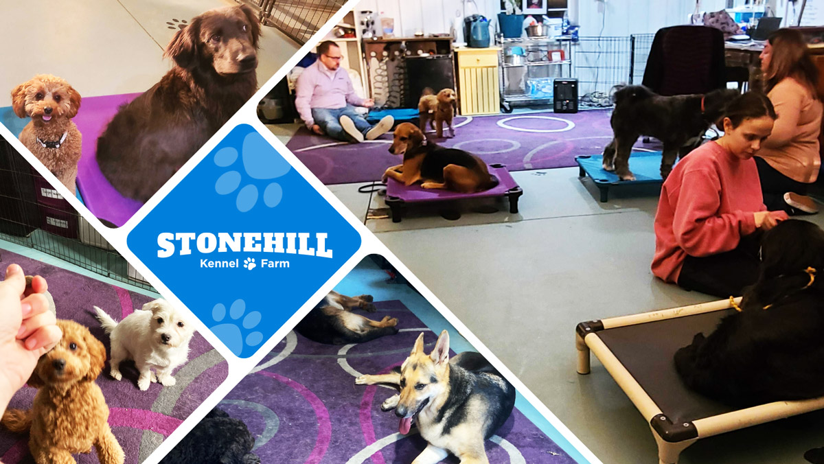 Stonehill Dog Training classes