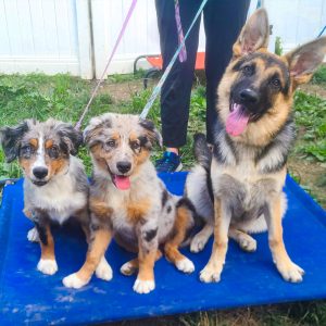 Stonehill Kennel and Farm Group Training Class