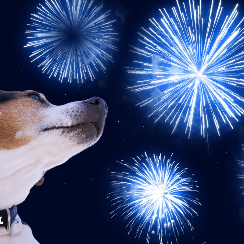 Keeping Your Dog Safe and Happy on the 4th of July