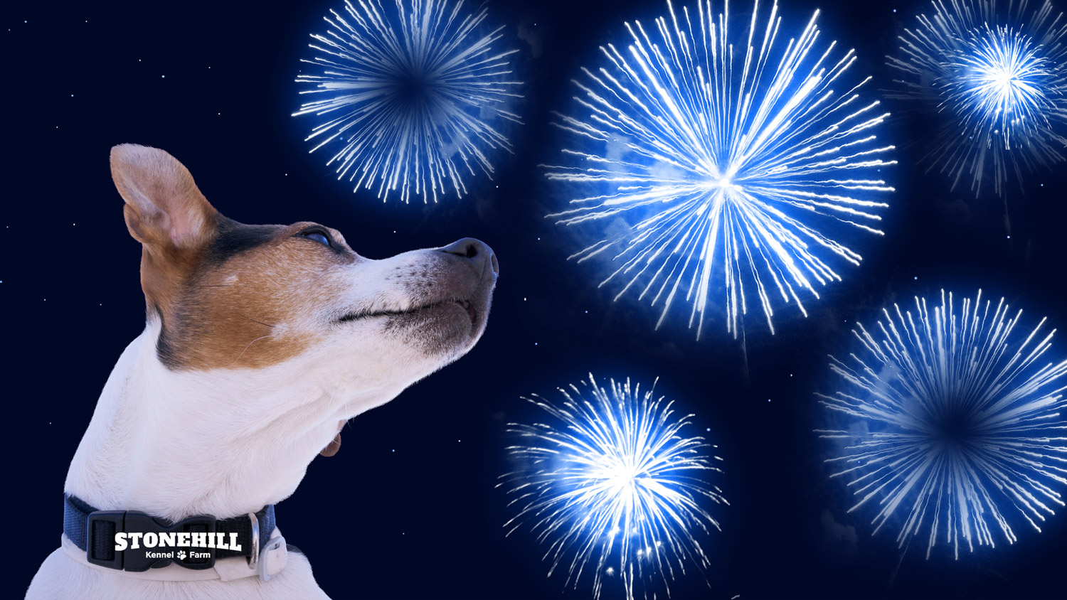 4th of July Dog Safety Tips