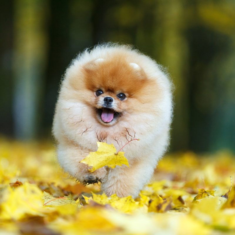 5 Essential Tips to Prepare Your Dog for Fall