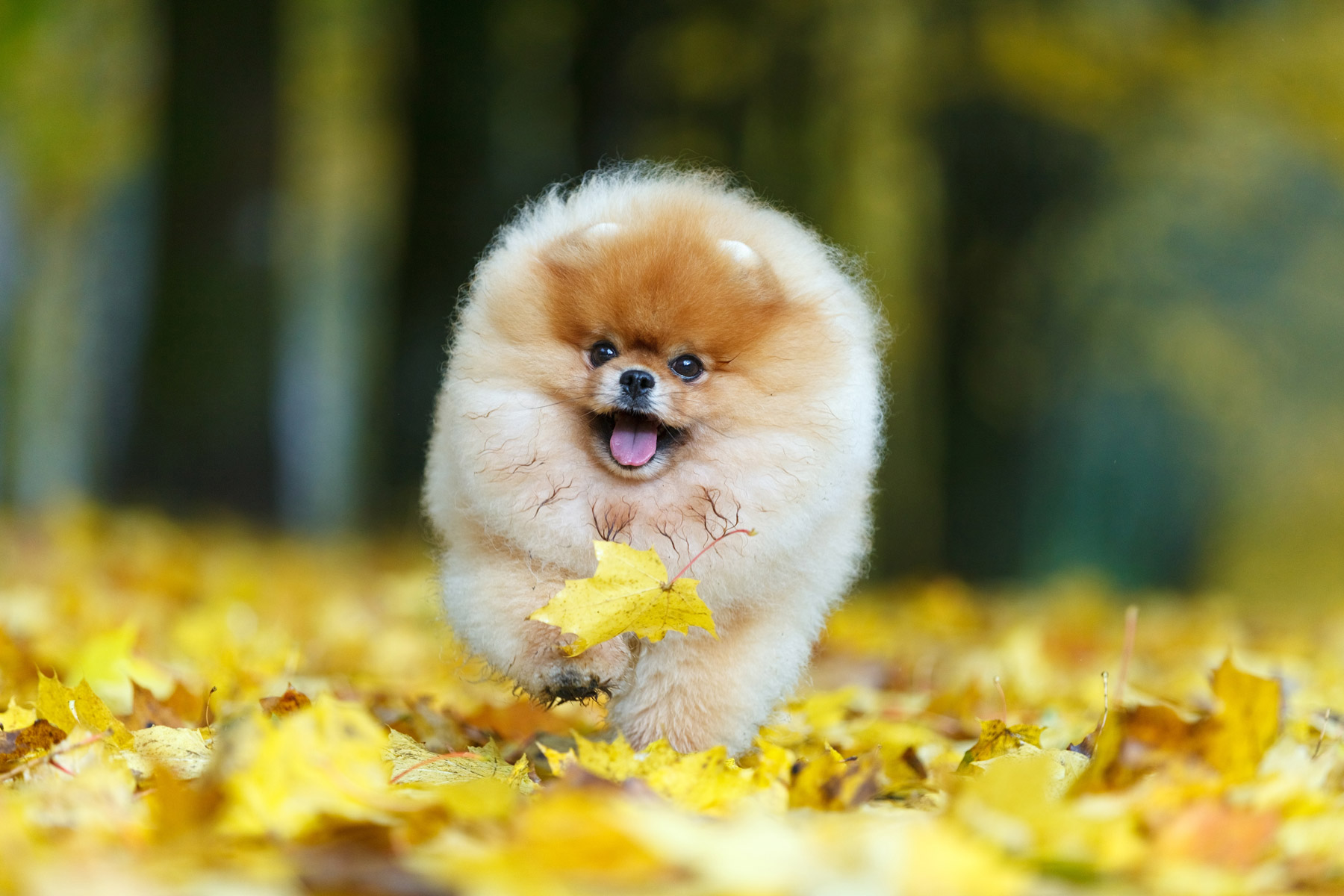 5 Essential Tips to Prepare Your Dog for Fall