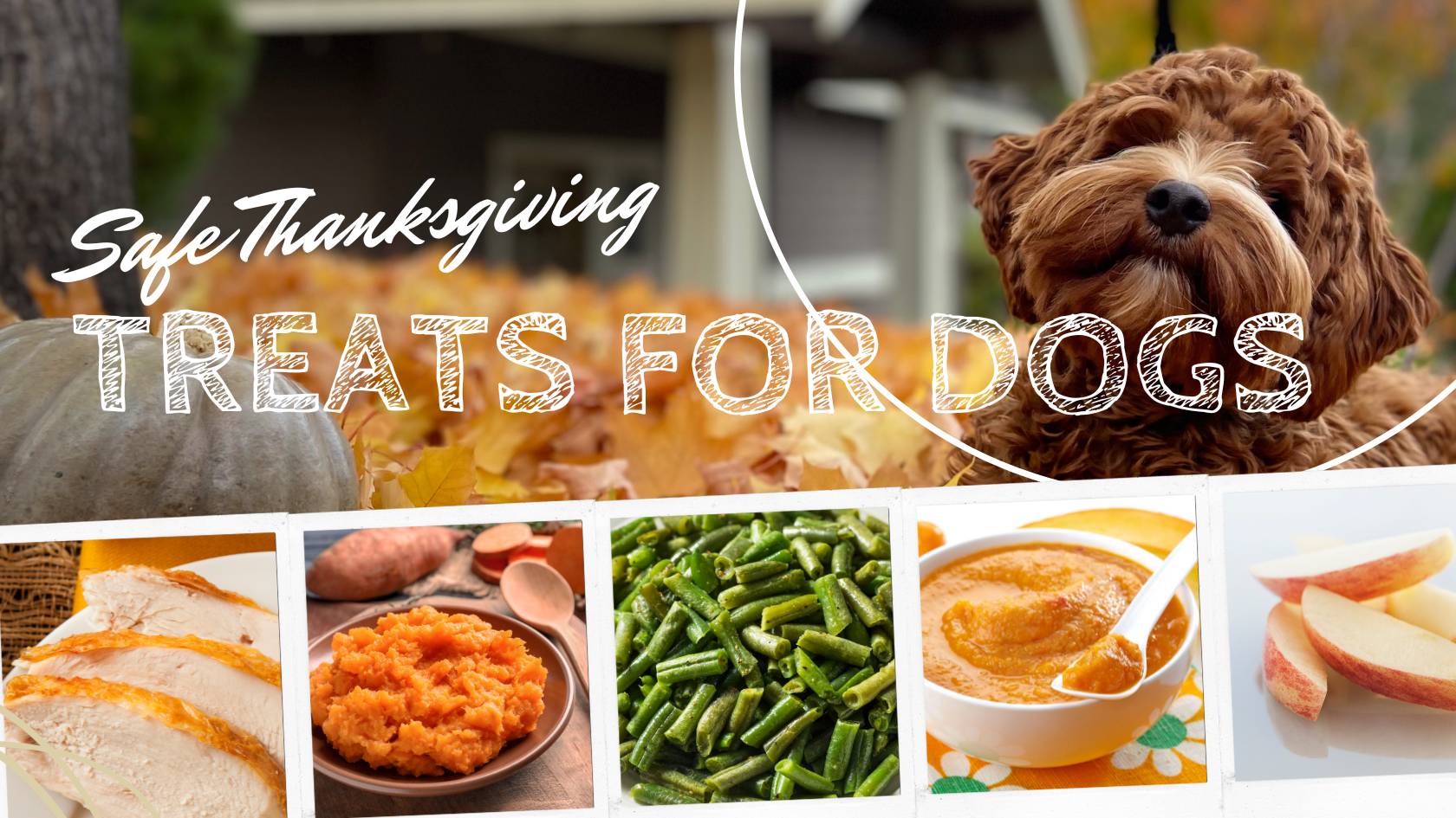 safe Thanksgiving treats for dogs