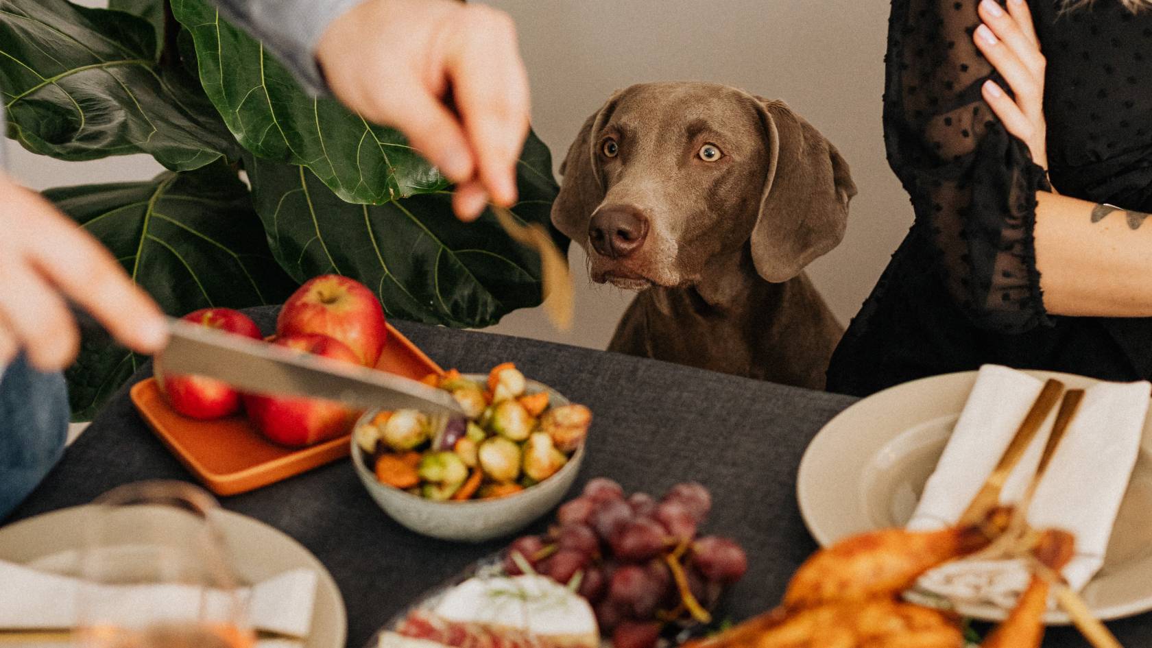 Thanksgiving Foods That Are Safe (and Unsafe) for Dogs