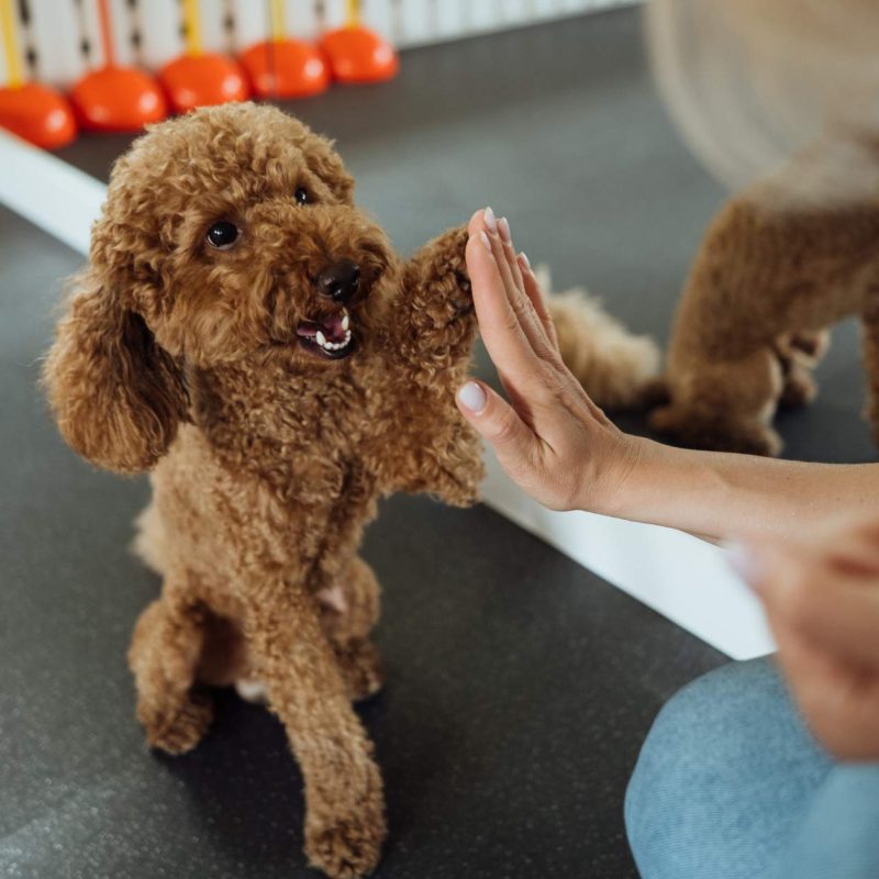 Stonehill Kennel and Farm Spring Dog Training