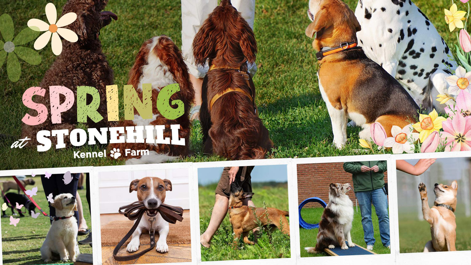 Stonehill Dog Training