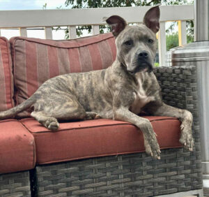 Adoptable Dog Mateo
